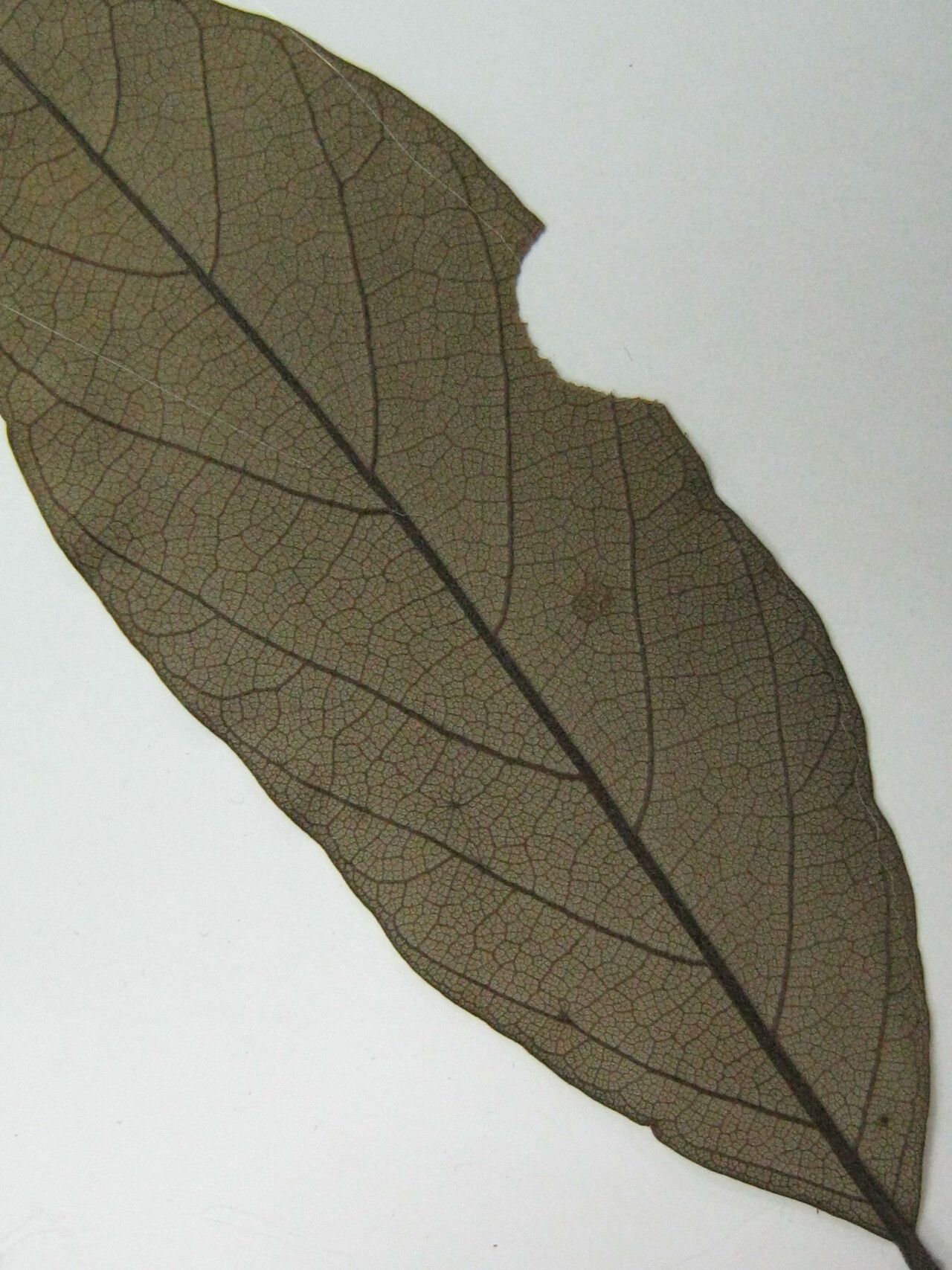 Cordia bicolor other