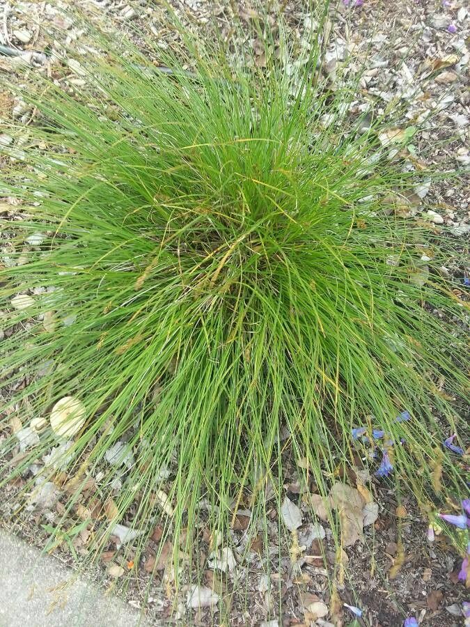Carex tumulicola leaf