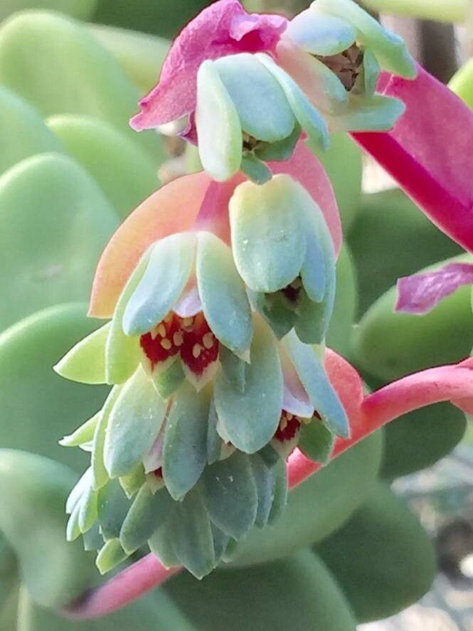 Pachyphytum rogeliocardenasii flower