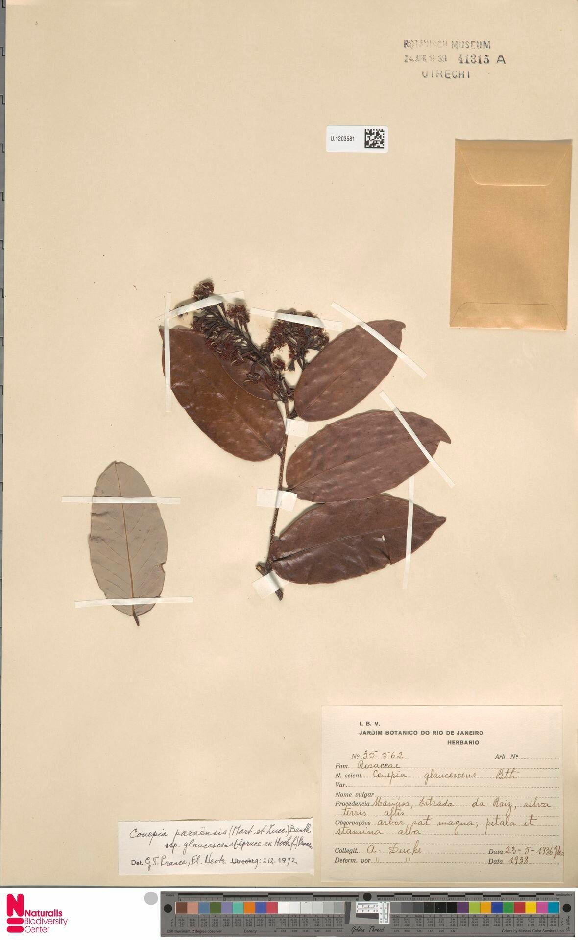 Couepia paraensis — houseplant care guide