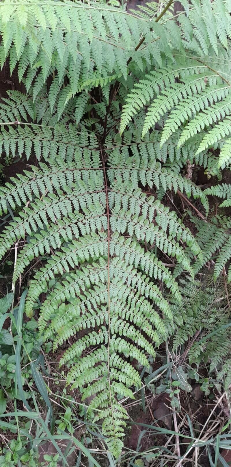 Dennstaedtia cicutaria habit