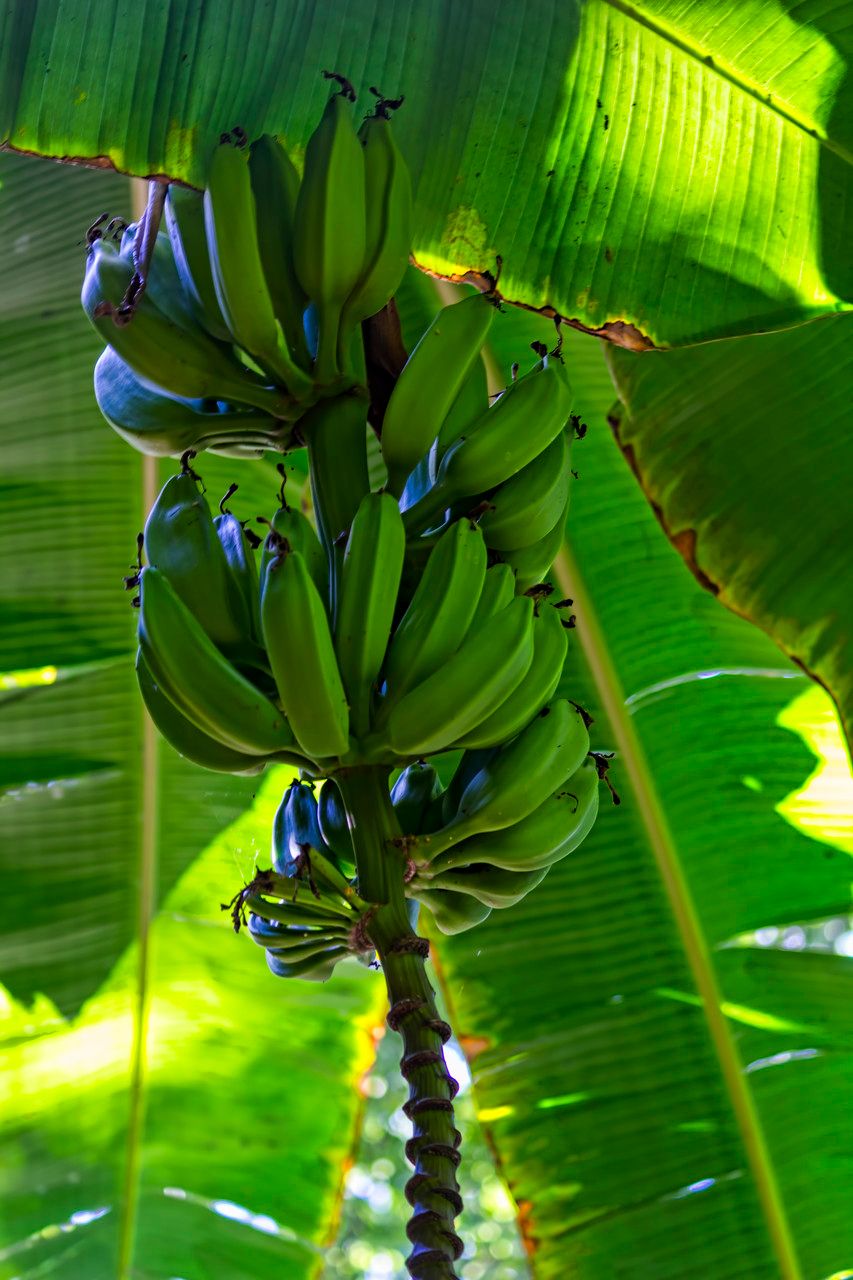 Musa balbisiana fruit