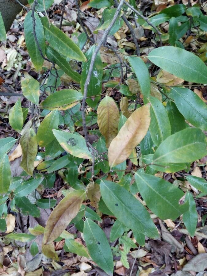 Ruprechtia salicifolia — related species from the same genus