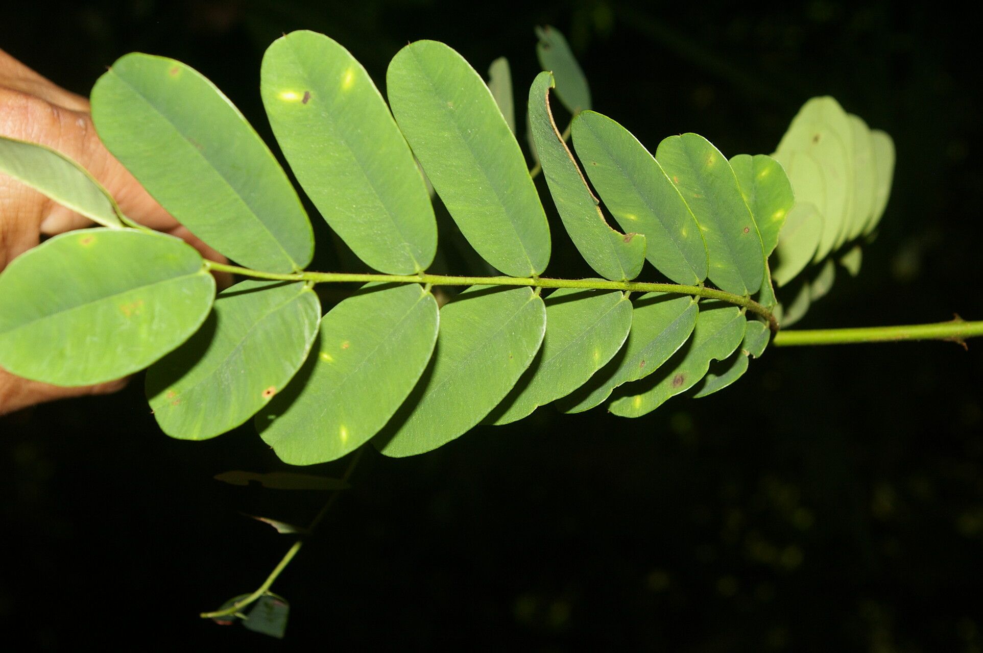 Machaerium × salvadorense — houseplant care guide