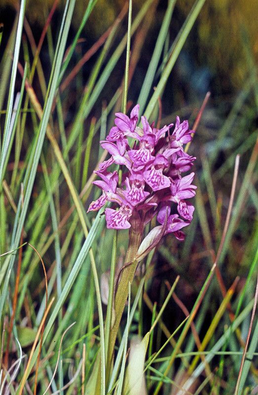 Dactylorhiza purpurella flower