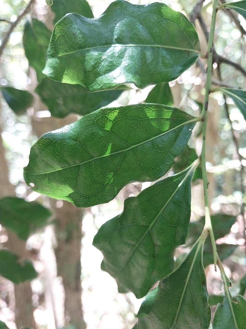 Diospyros pruinosa — houseplant care guide