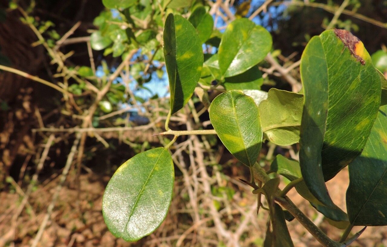 Maclura africana leaf