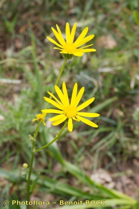 Senecio lopezii flower