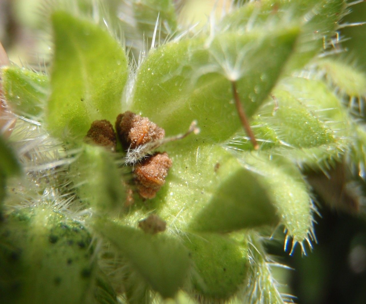 Echium calycinum fruit