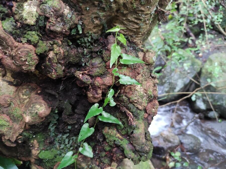 Piper borbonense — search result for 'Piper'