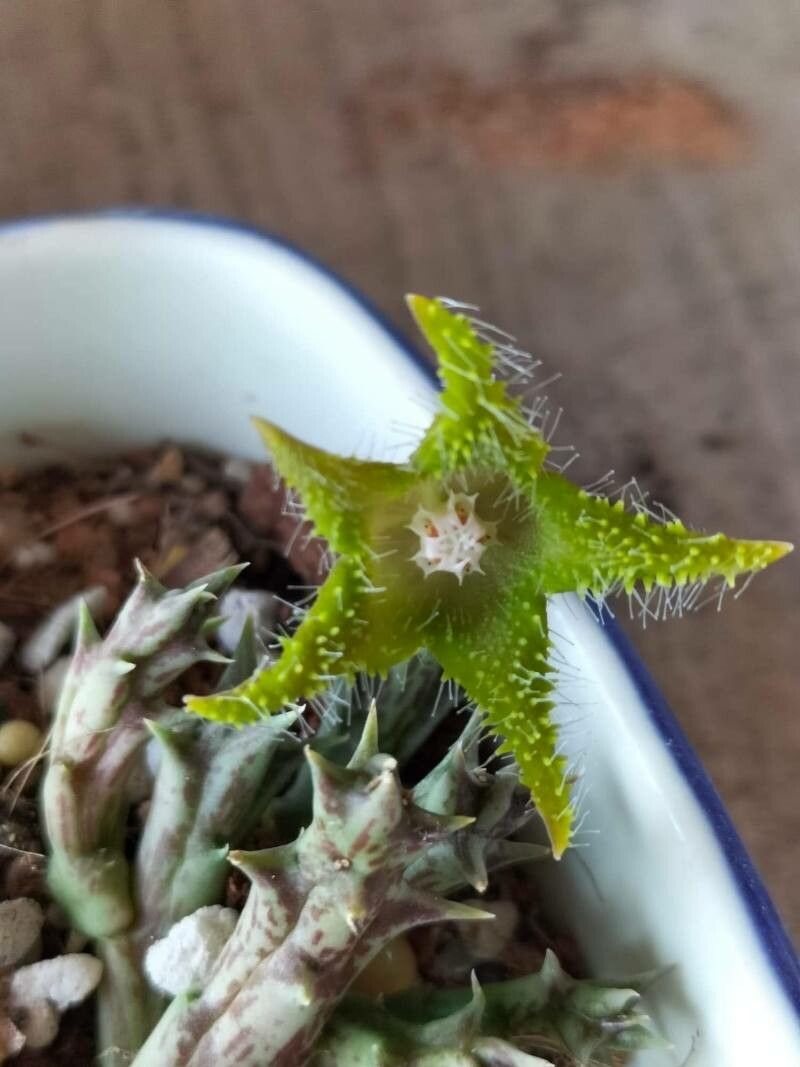 Orbea dummeri flower