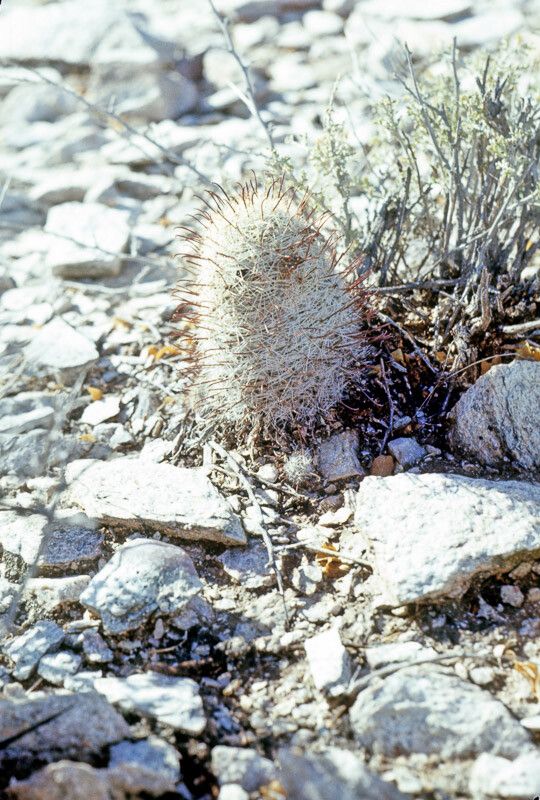 Mammillaria grahamii bark