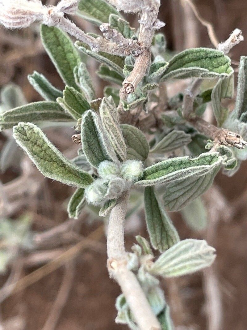 Leucas tomentosa — houseplant care guide