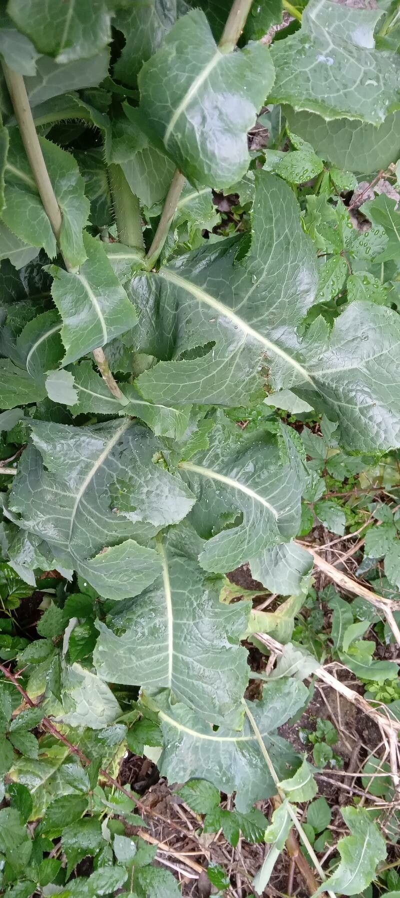 Lactuca quercina — search result for 'Lactuca'