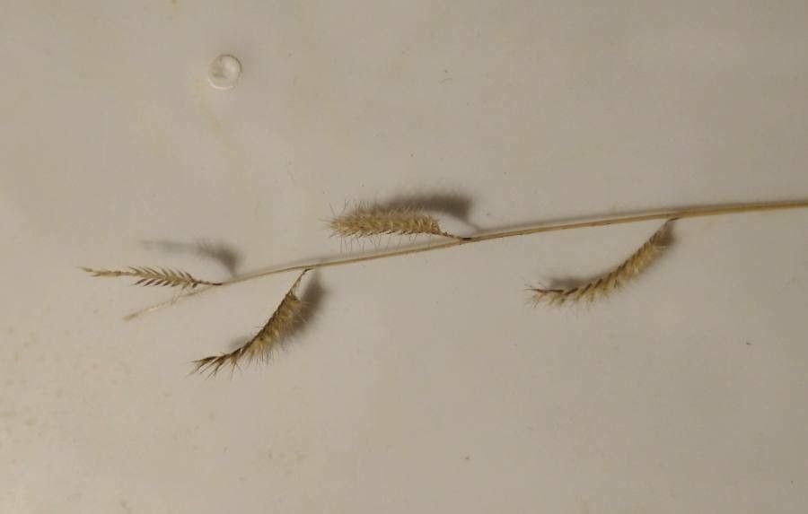 Bouteloua gracilis fruit