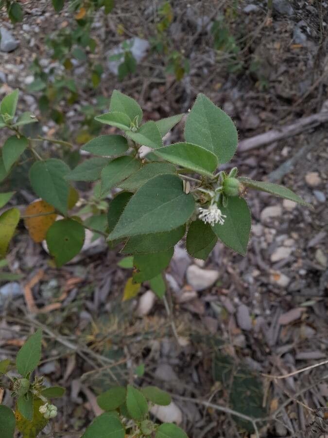 Croton ciliatoglandulifer flower