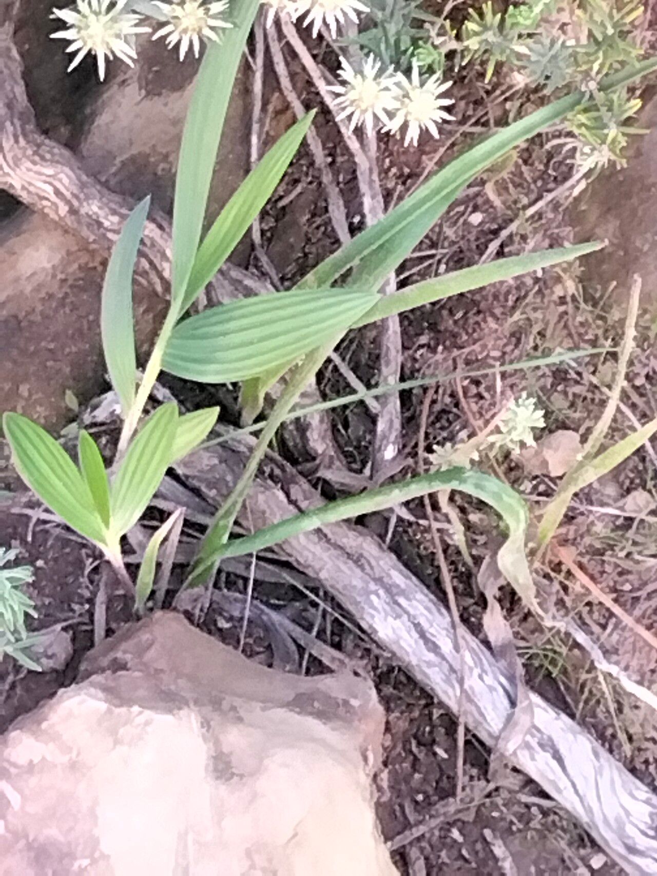 Babiana odorata leaf