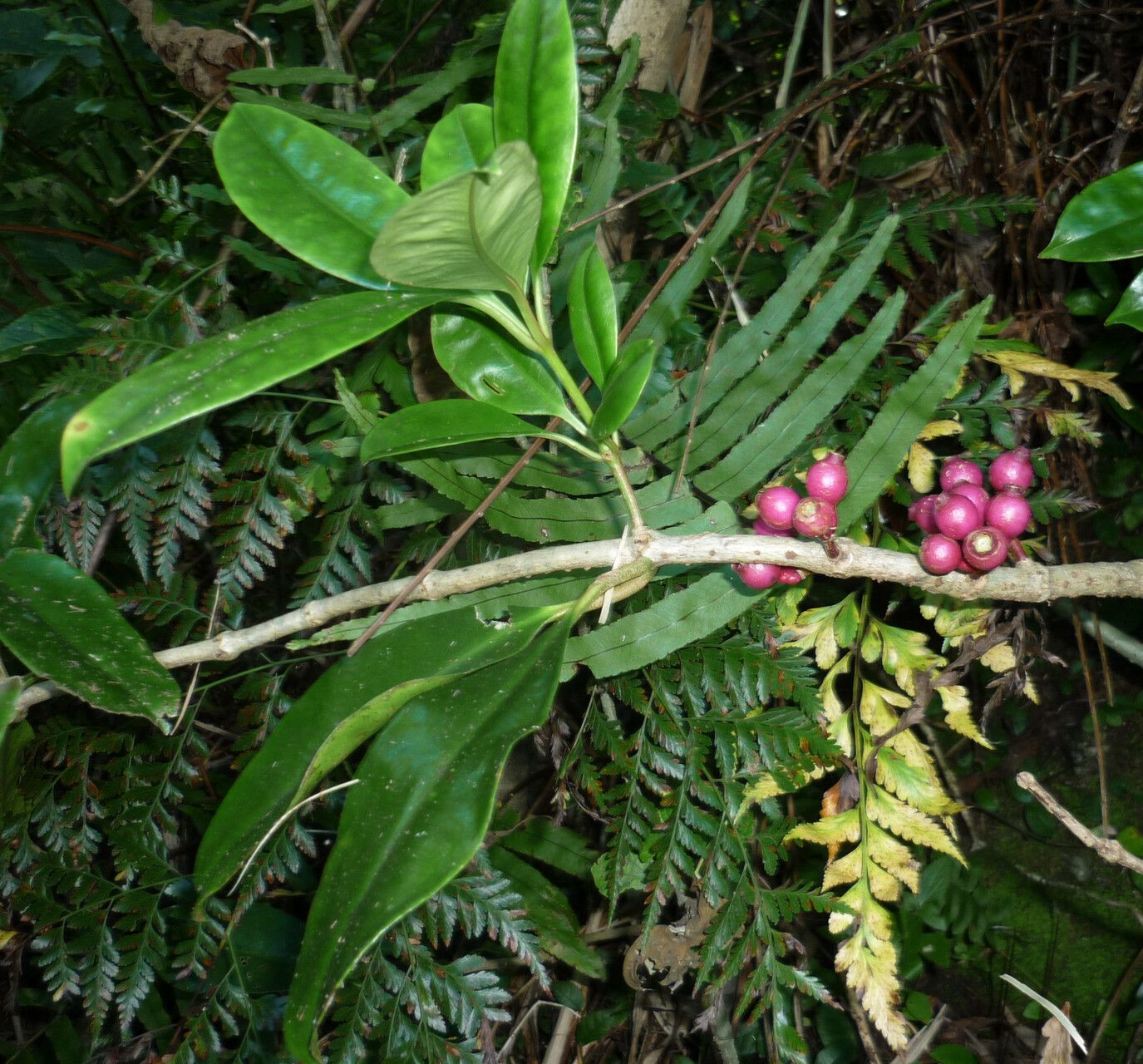 Medinilla radicans fruit