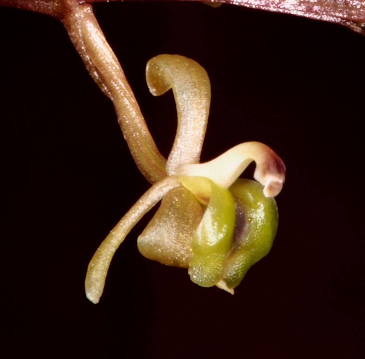 Liparis chalandei fruit