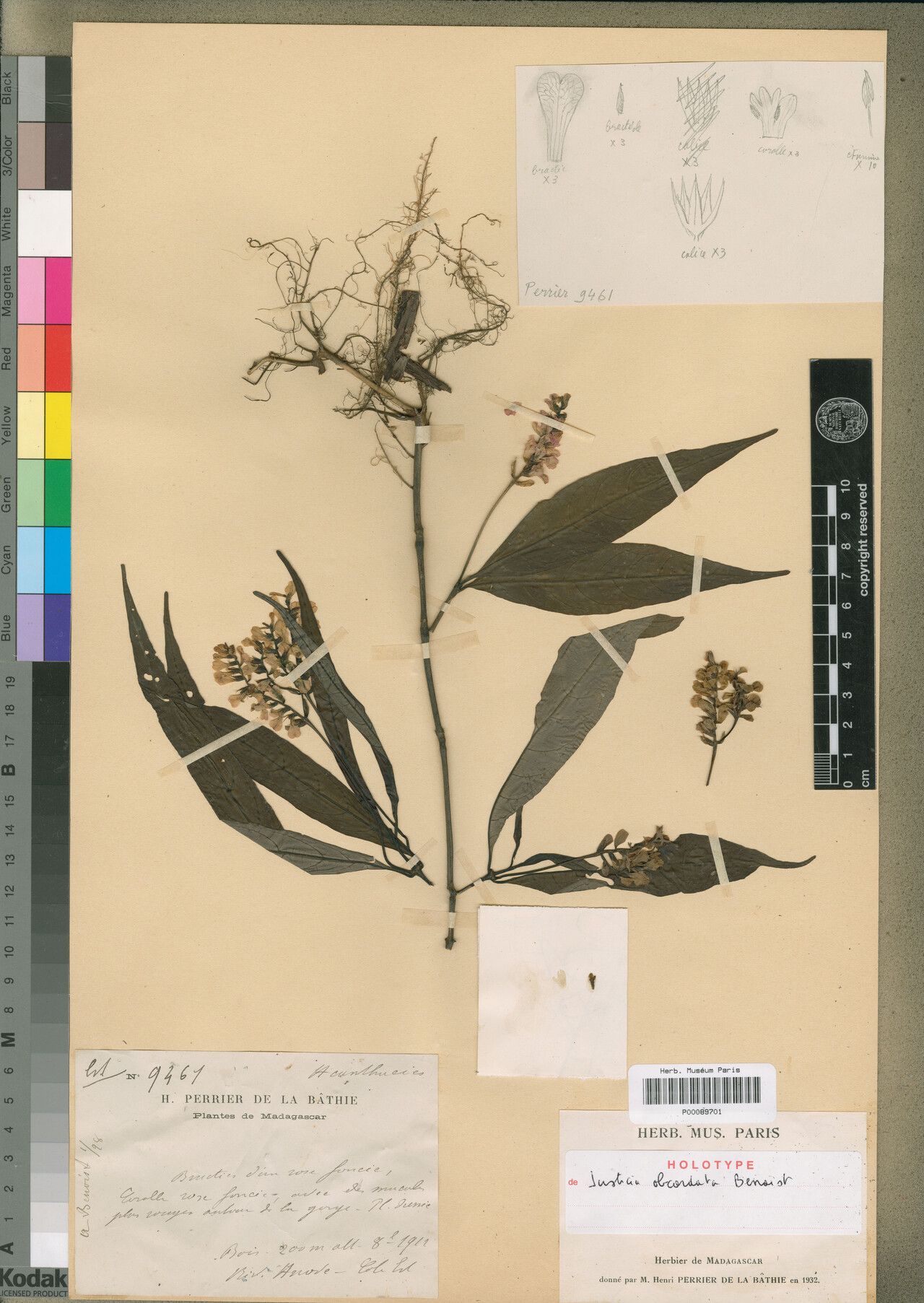 Justicia obcordata — houseplant care guide