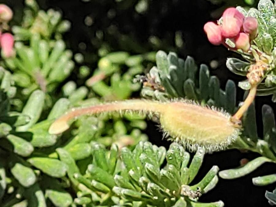 Grevillea lanigera fruit