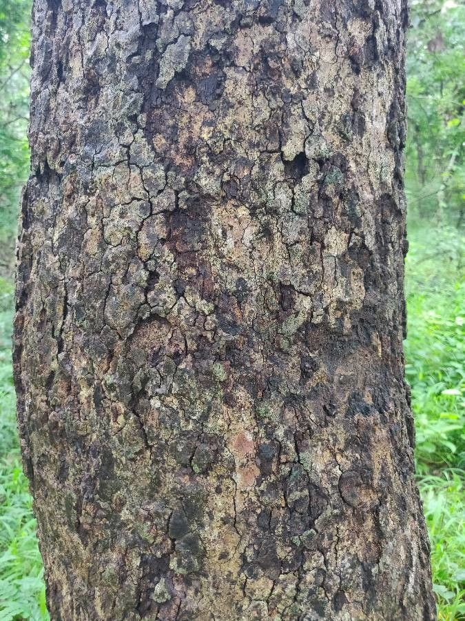 Afzelia africana bark