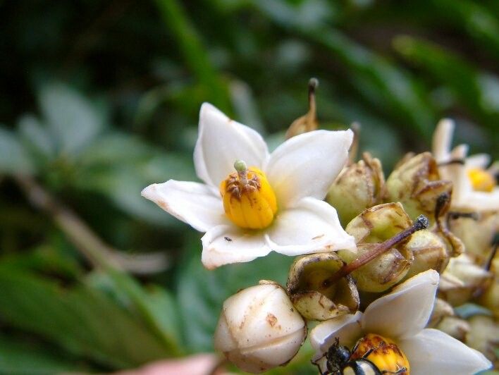 Solanum sessile flower