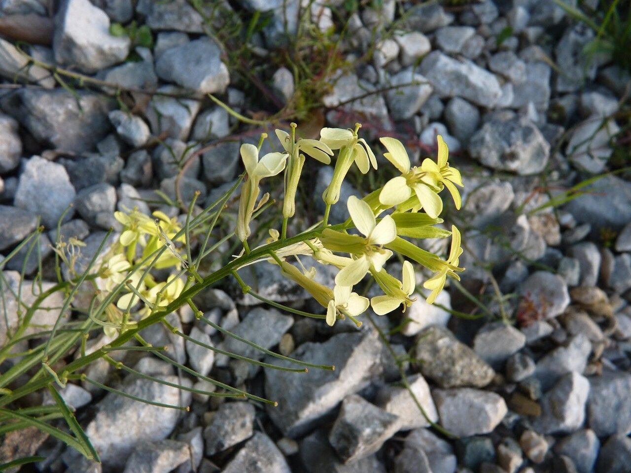 Erysimum ochroleucum flower