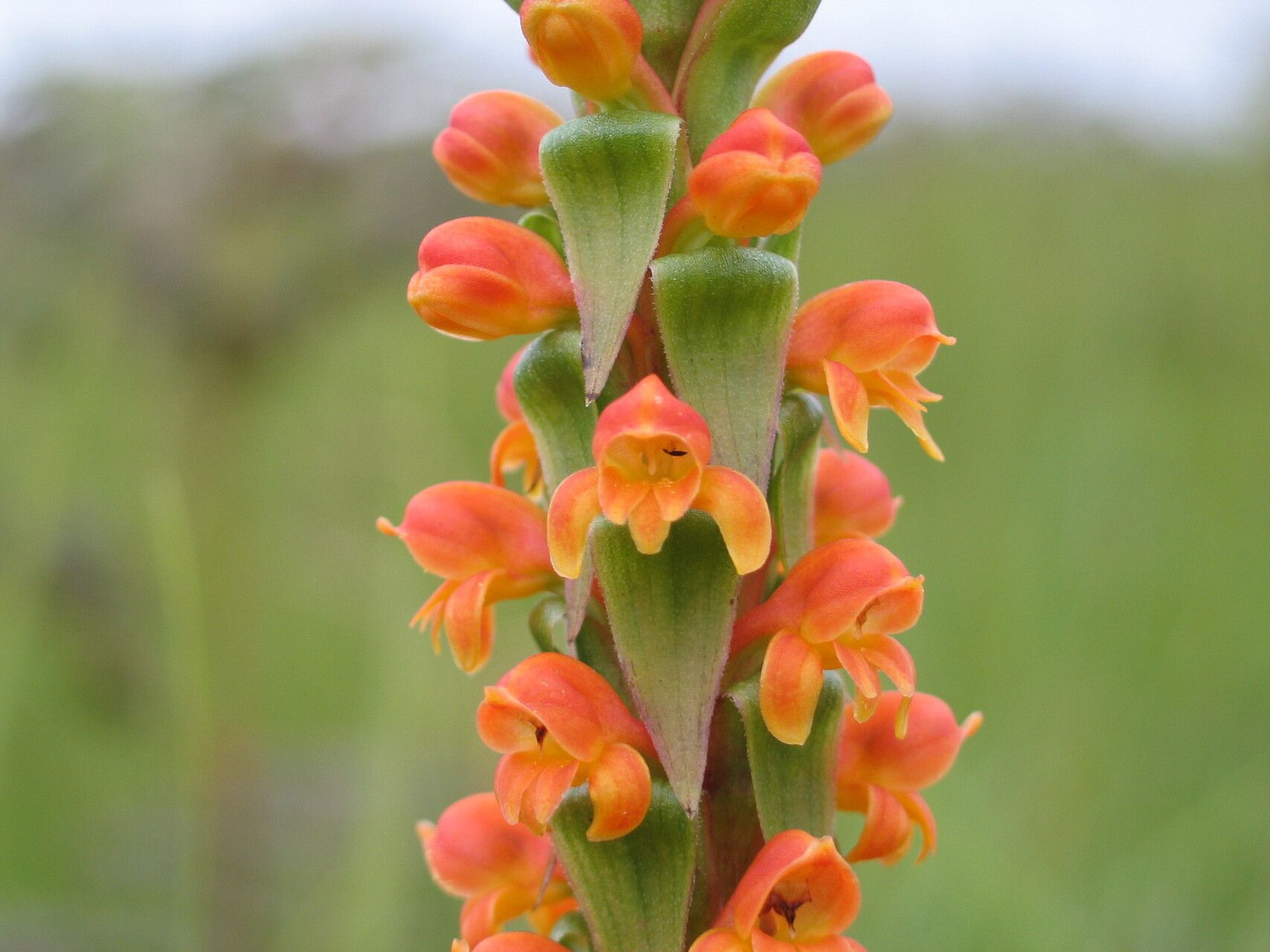 Satyrium sceptrum — houseplant care guide