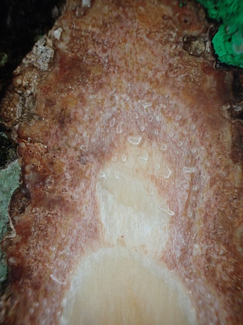 Pachylobus edulis bark