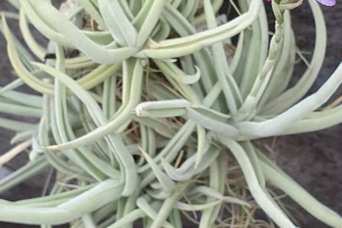 Tillandsia santiagoensis — houseplant care guide