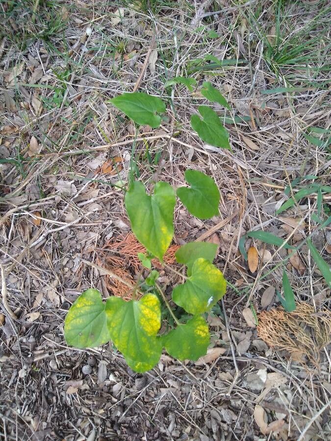 Matelea reticulata leaf