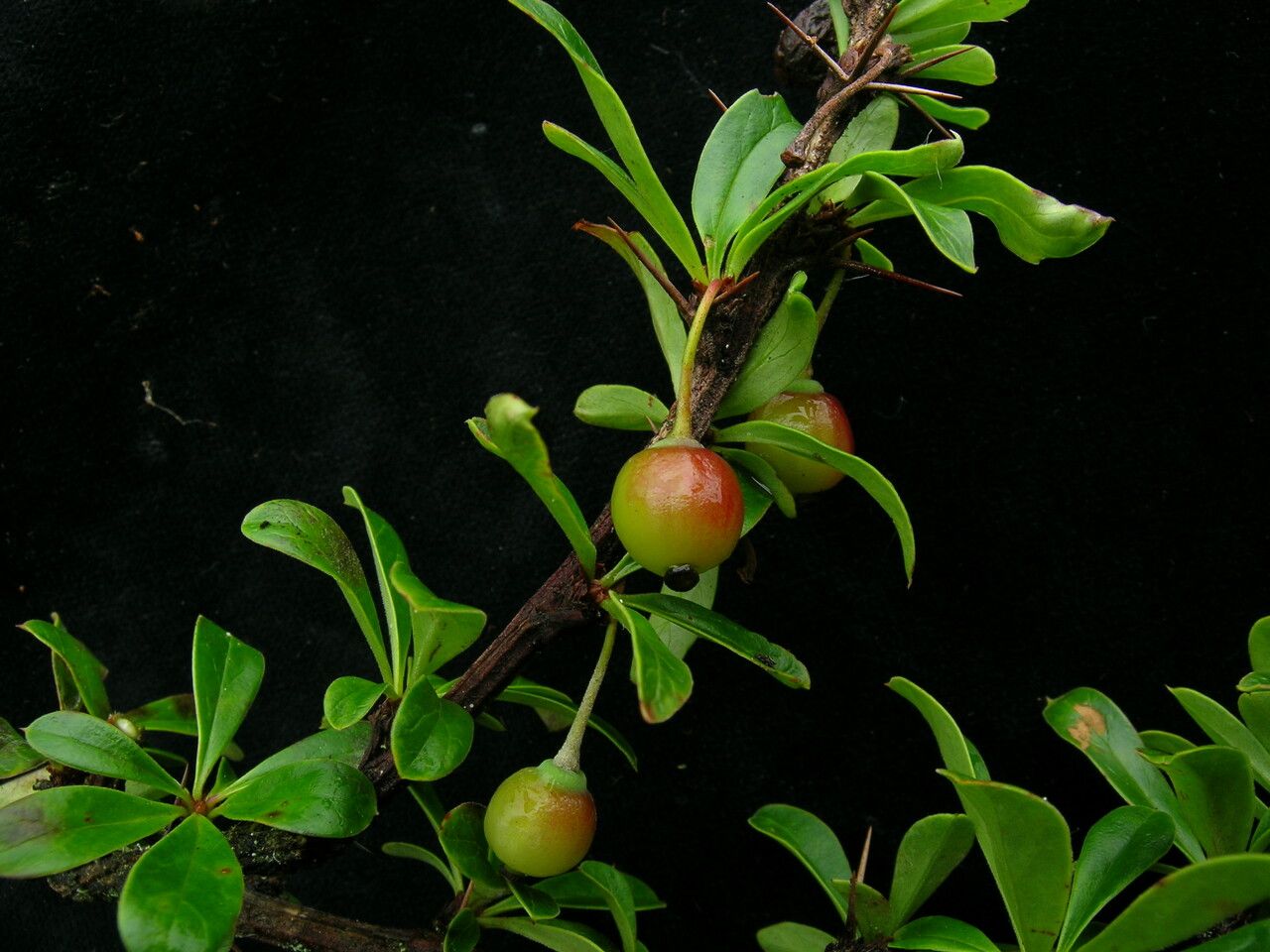 Berberis angulosa habit