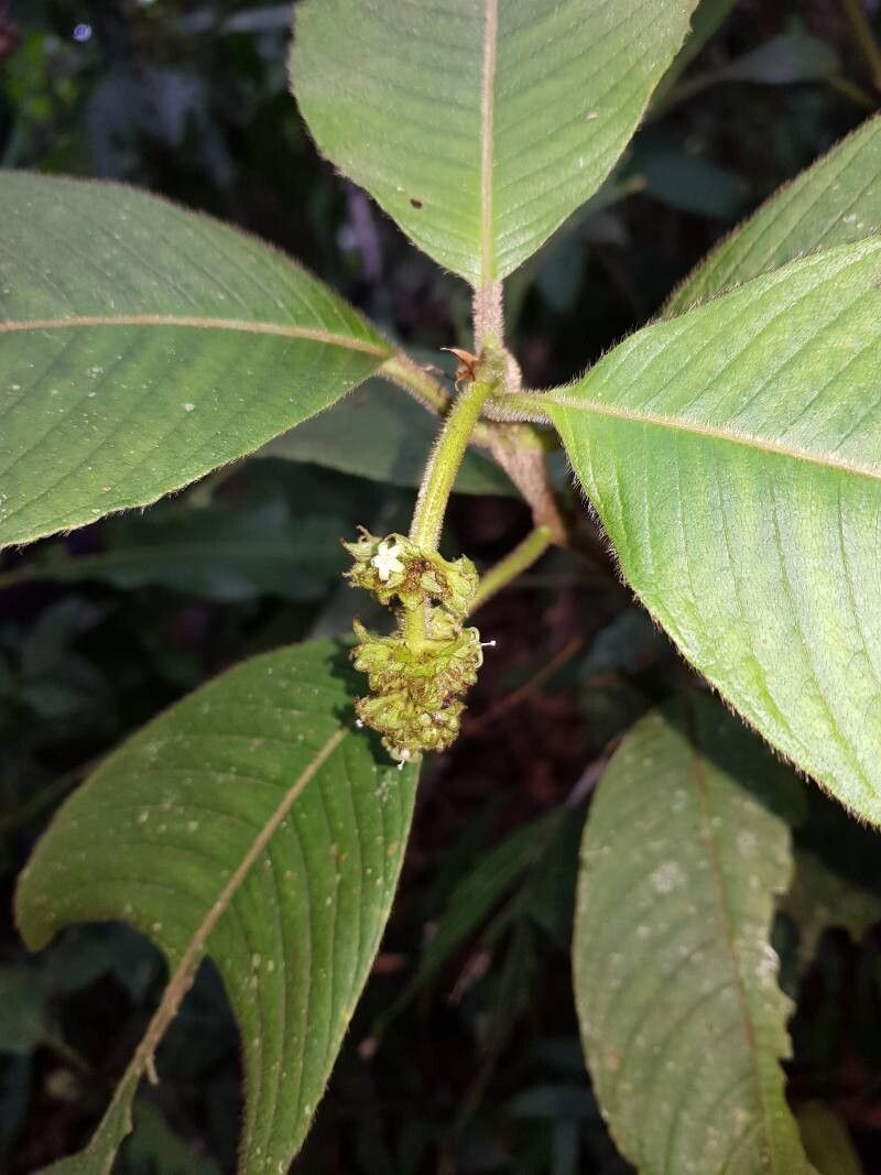 Palicourea pilosa flower