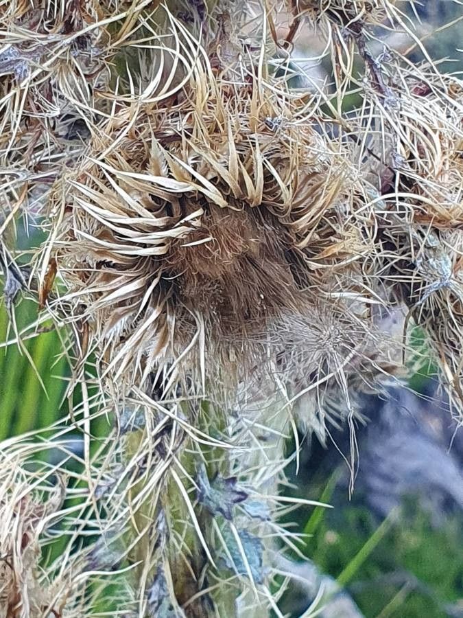 Carduus millefolius fruit