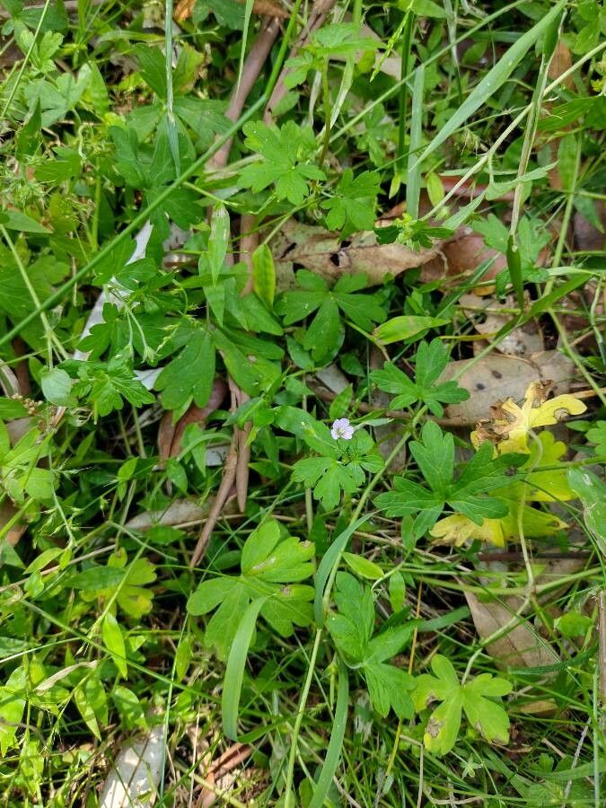 Geranium homeanum habit