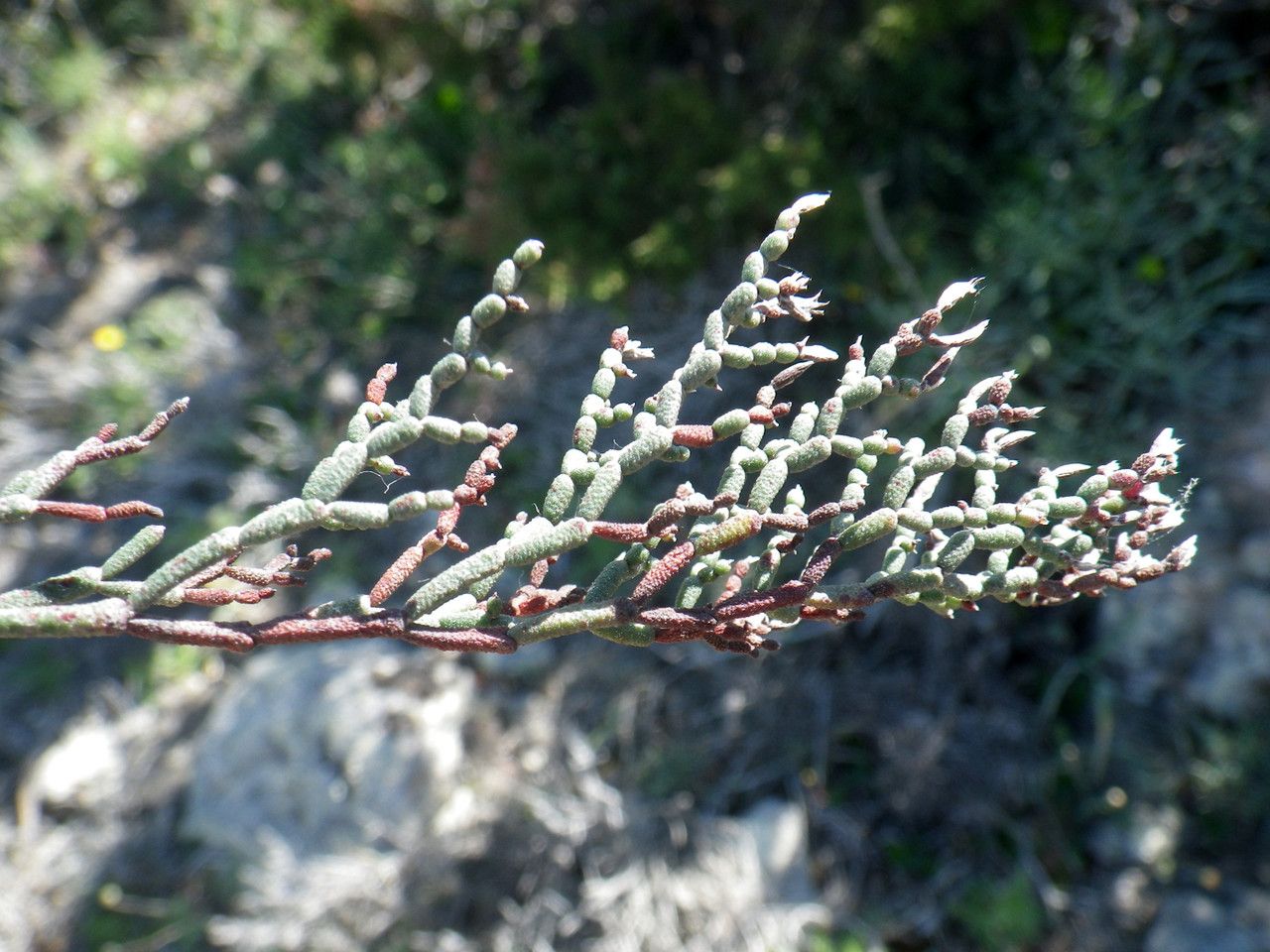 Limonium contortirameum leaf