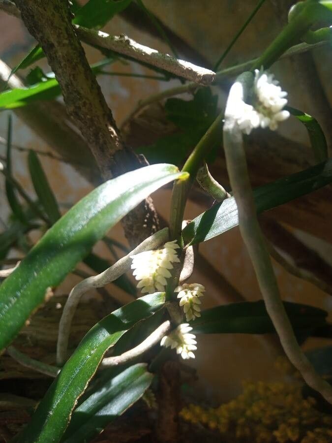 Campylocentrum jamaicense flower