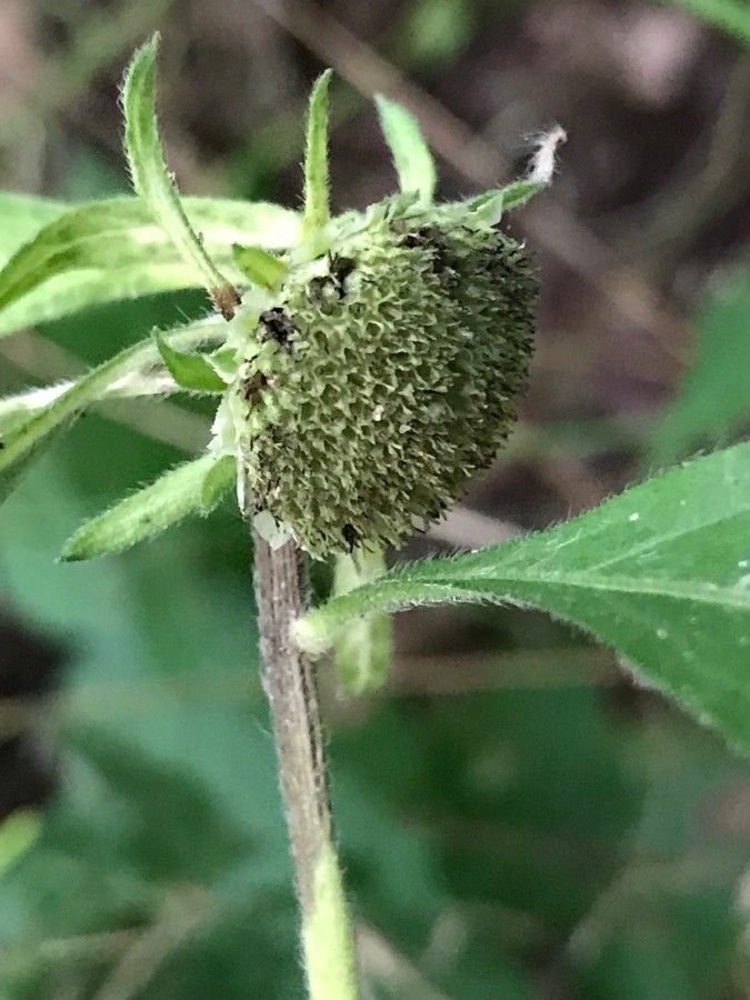 Carpesium cernuum fruit