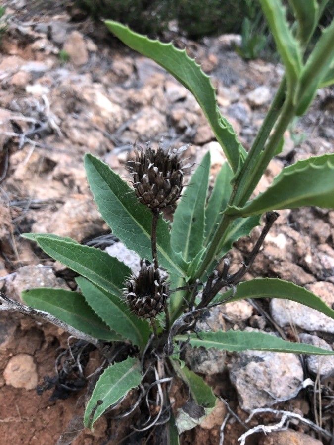 Carduus occidentalis — search result for 'Cirsium'