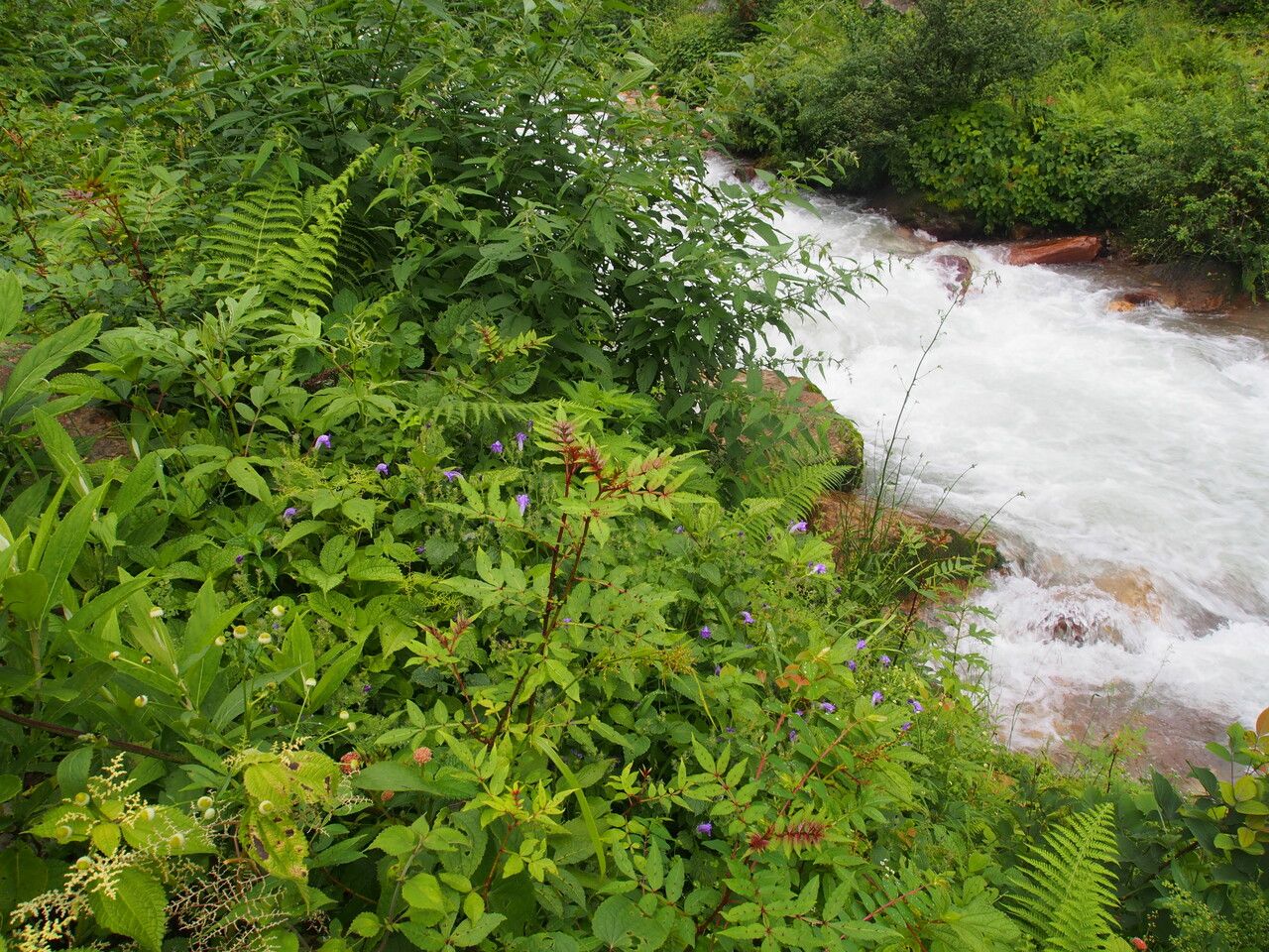 Strobilanthes thomsonii habit