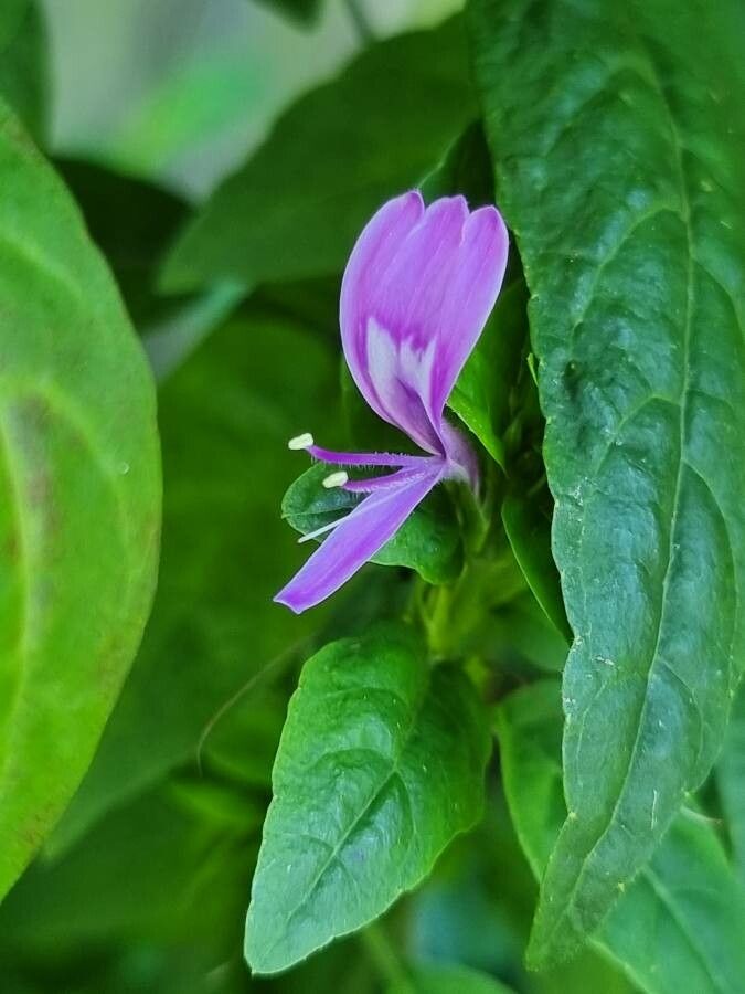 Dicliptera brachiata flower