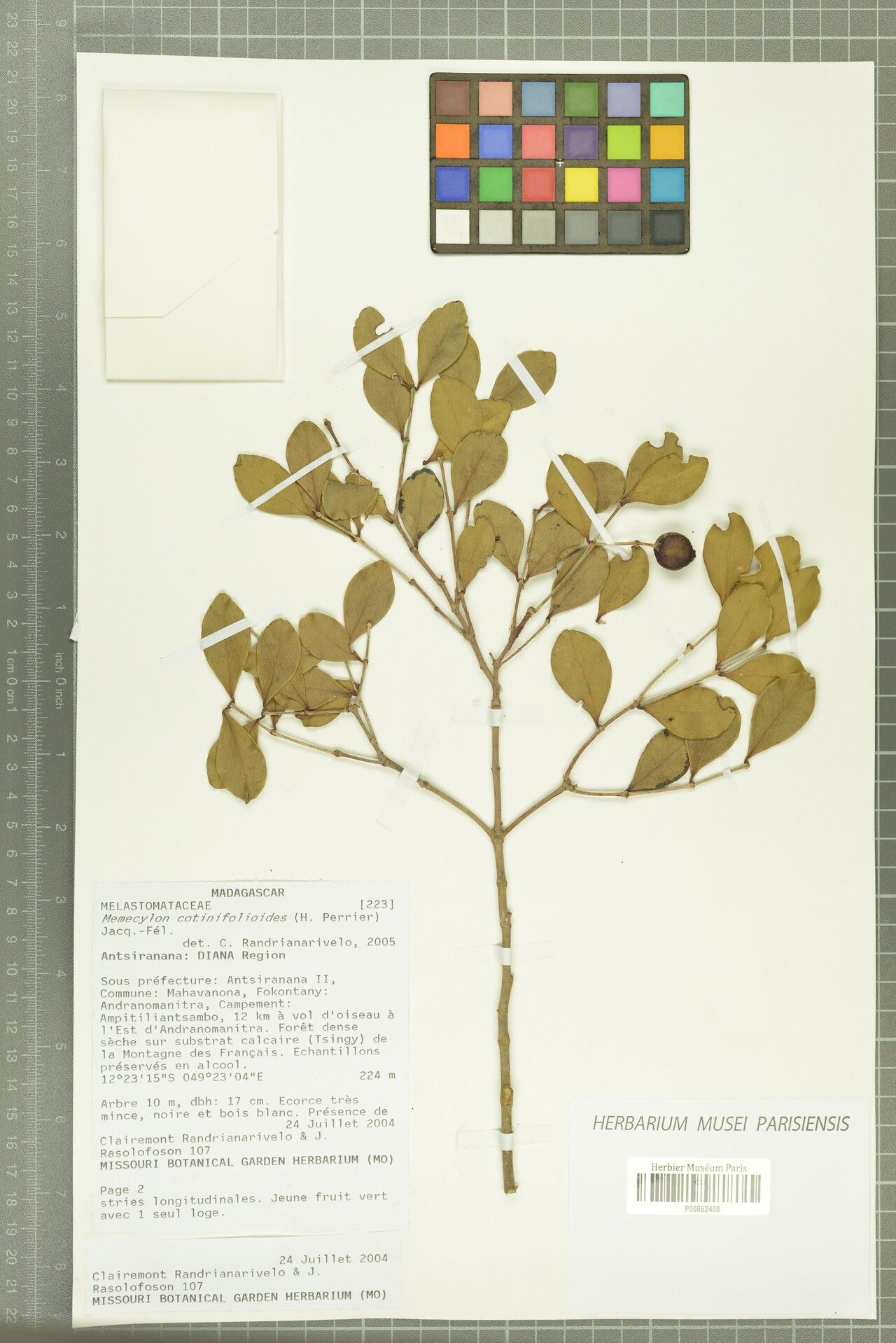 Memecylon cotinifolioides — houseplant care guide