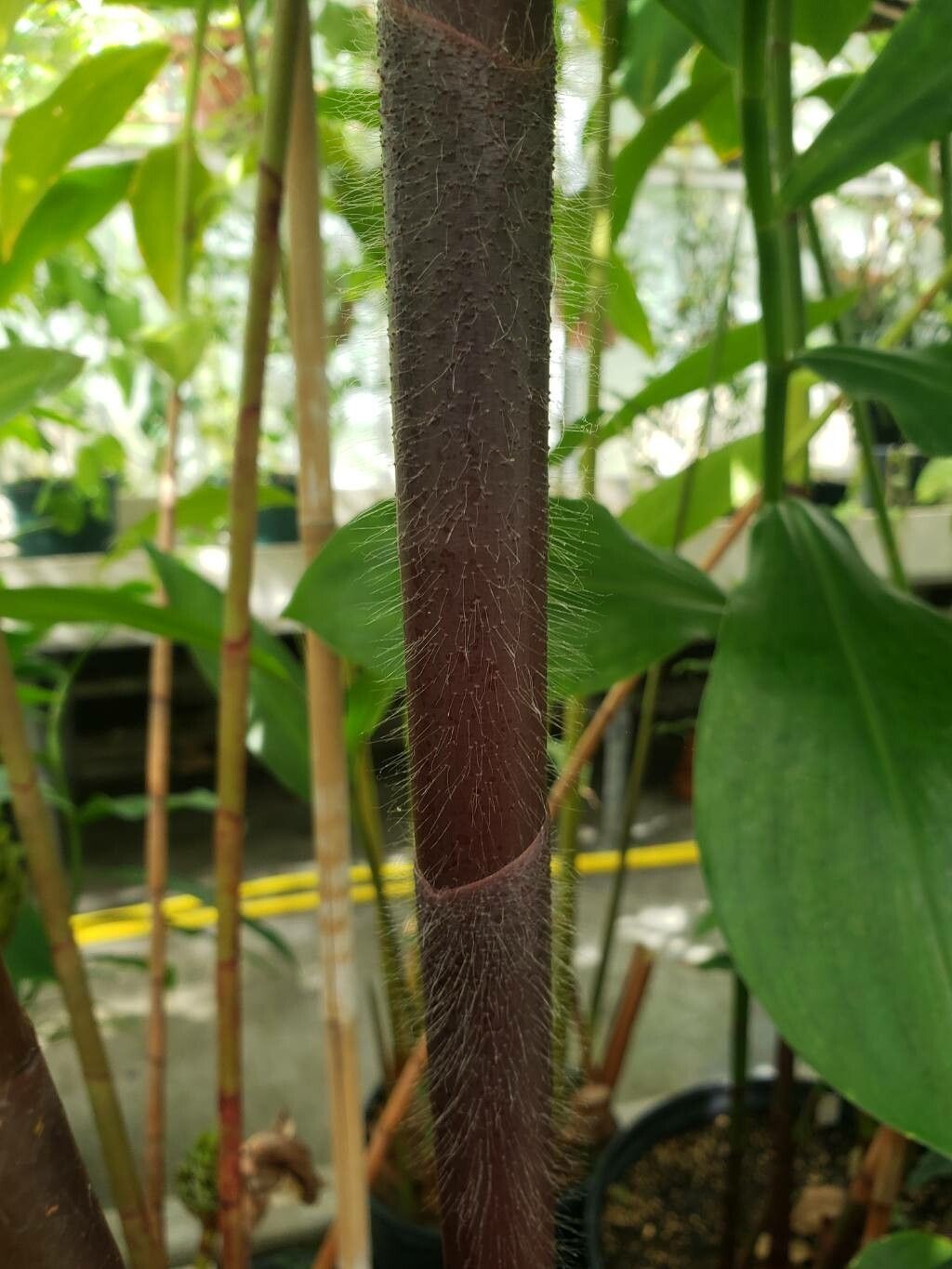 Costus asplundii bark