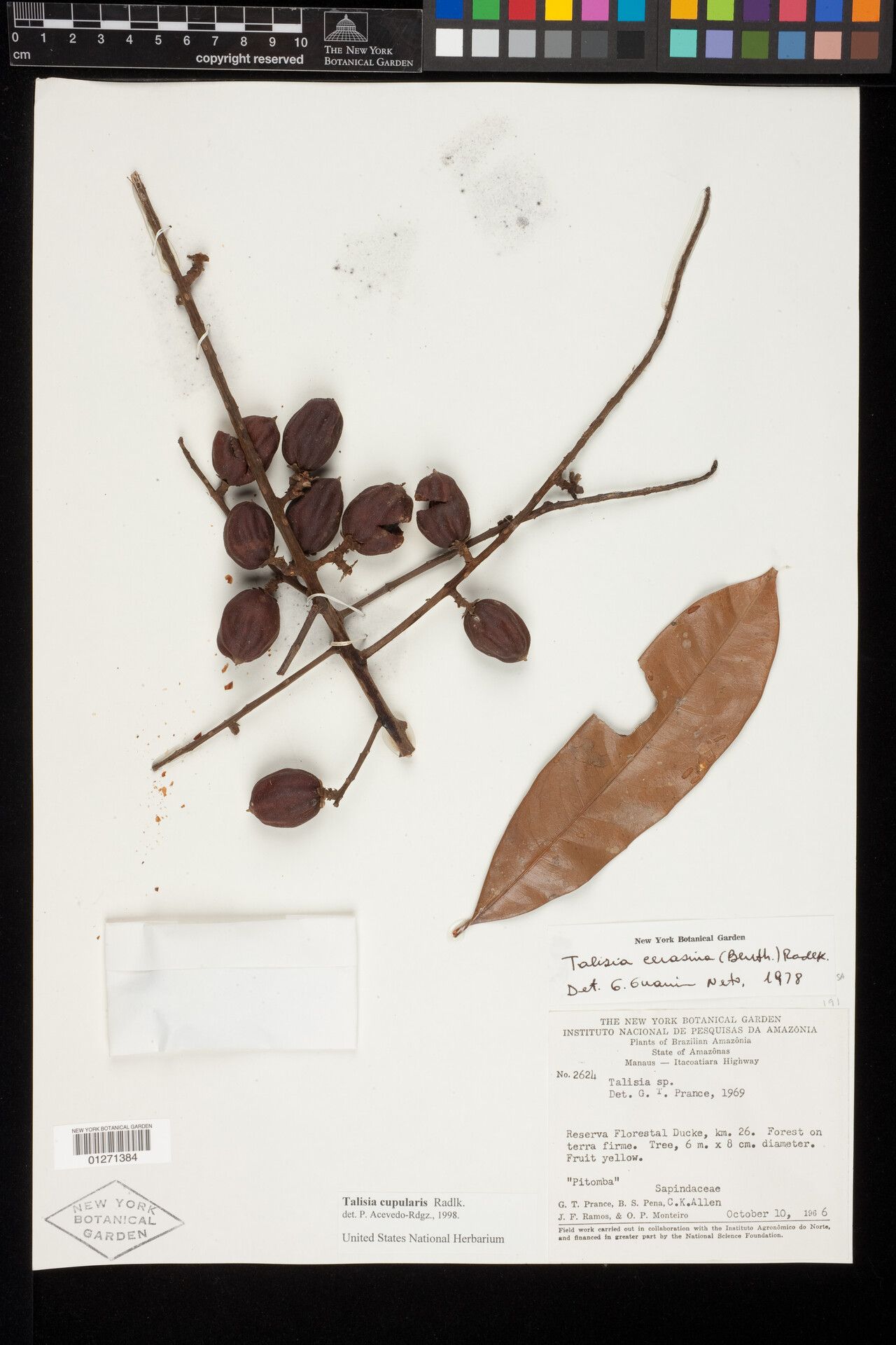 Talisia cupularis fruit