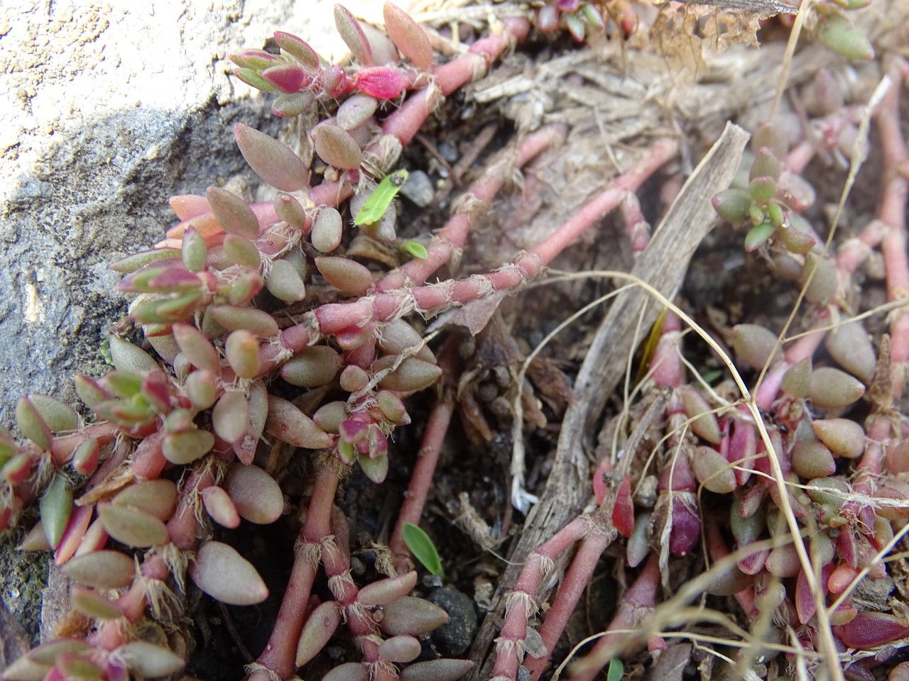 Portulaca quadrifida bark