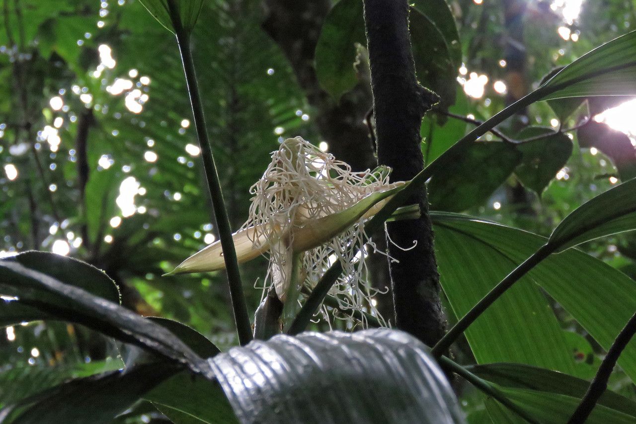 Asplundia rigida flower