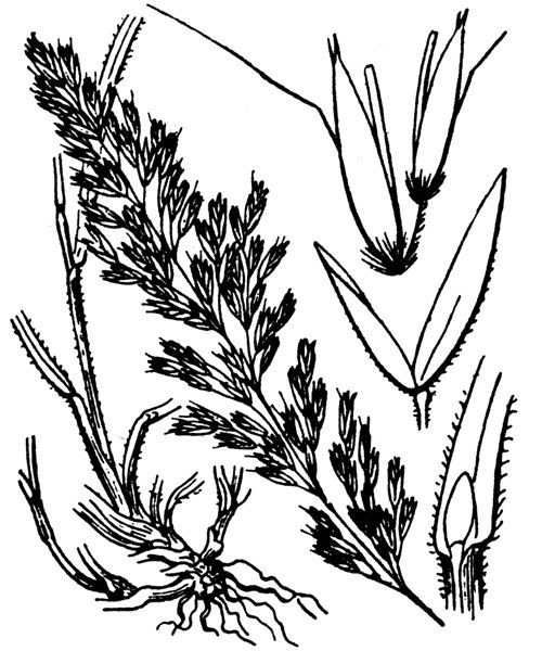 Trisetum alpestre — related species from the same genus