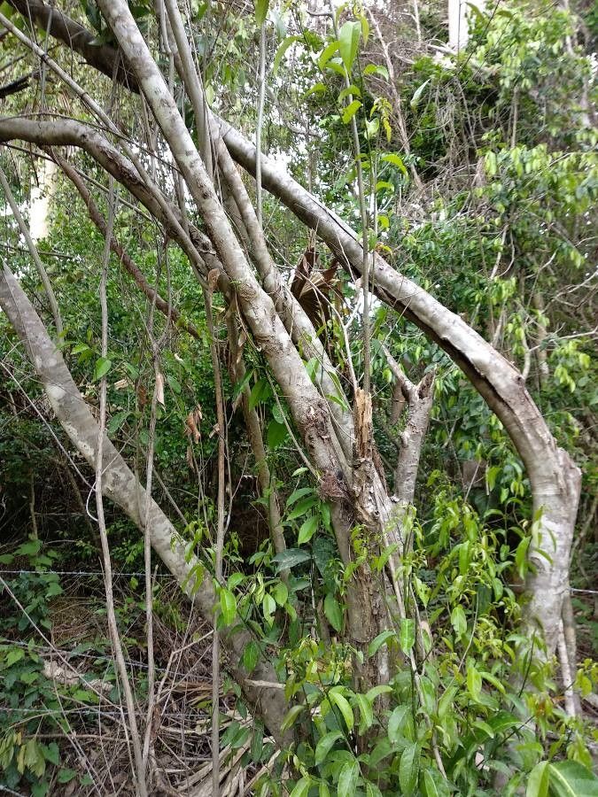 Ocotea membranacea bark