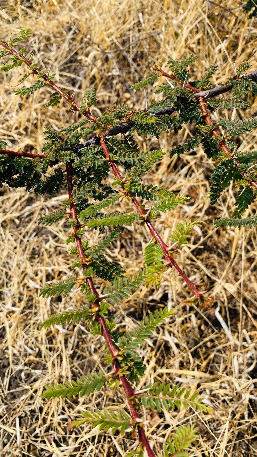 Vachellia kirkii — houseplant care guide